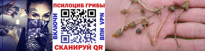 купить   даркнет официальный сайт  Галлюциногенные грибы Magic Shrooms  Кувшиново 
